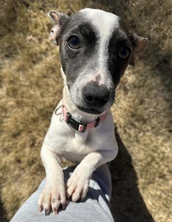 Tiny, a ADOPTABLE mixed breed in Calera, AL image 4/6