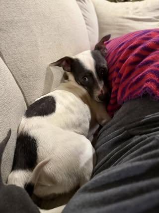 Tiny, a ADOPTABLE mixed breed in Calera, AL image 6/6