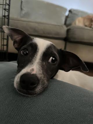 Tiny, a ADOPTABLE mixed breed in Calera, AL image 5/6