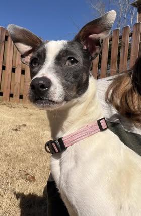 Tiny, a ADOPTABLE mixed breed in Calera, AL image 2/6