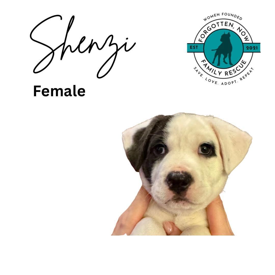 Enlarge Shenzi, a Adoptable Mixed Breed in Cornelius, NC image 1/1