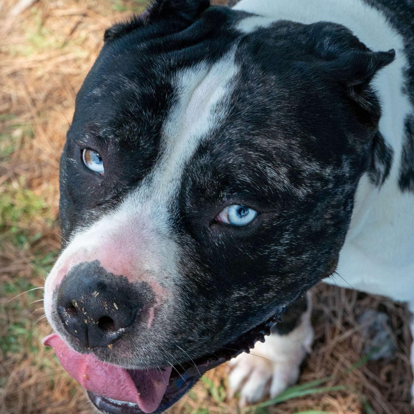 Frankie Blue fka Justice