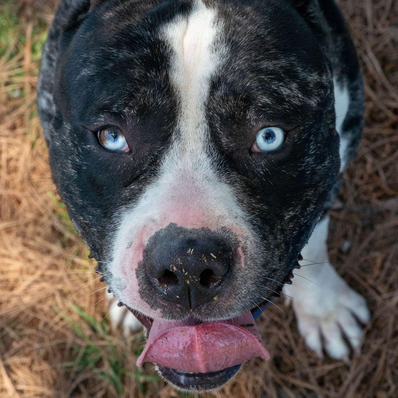 Frankie Blue fka Justice