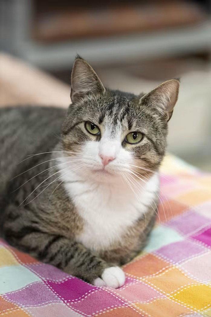 Duffy, Adoptable, Adult Male Domestic Short Hair.