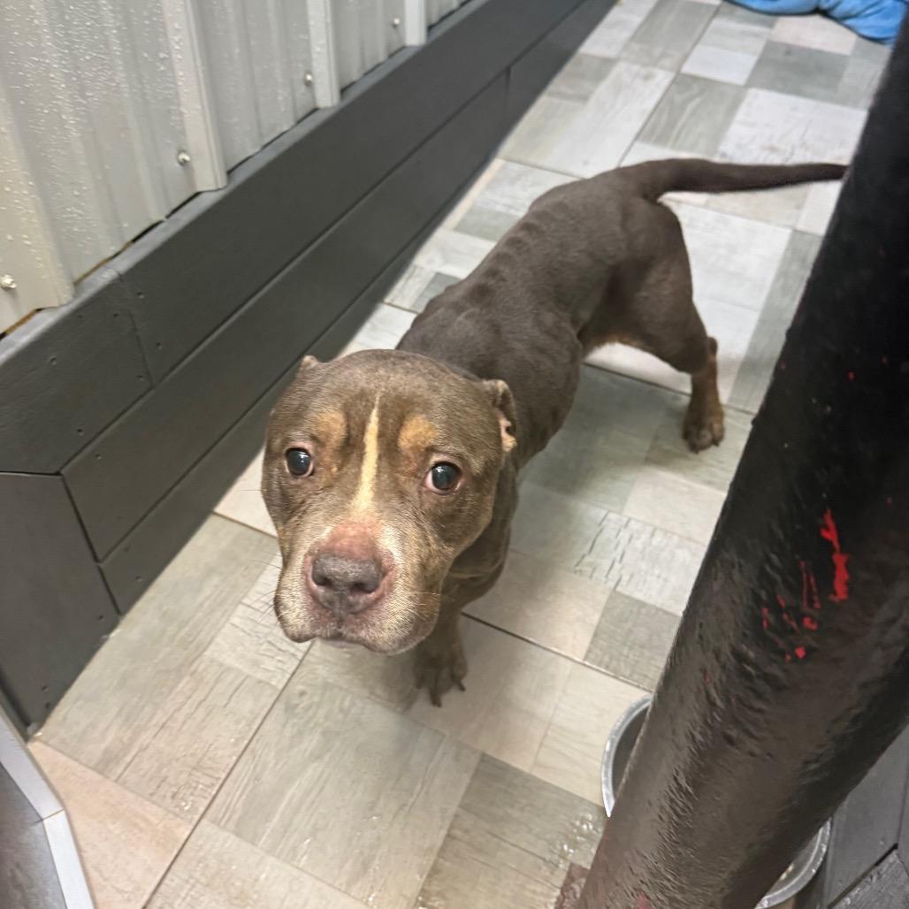 Enlarge CAAS-Stray-2980, a Adoptable Pit Bull Terrier in Homer, NY image 1/1