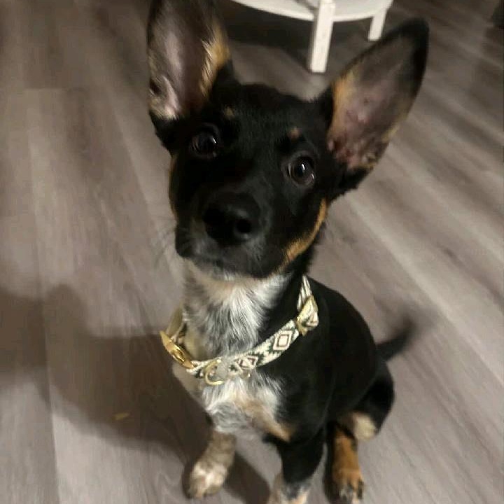 Kady, adopted, Puppy Female Cattle Dog.