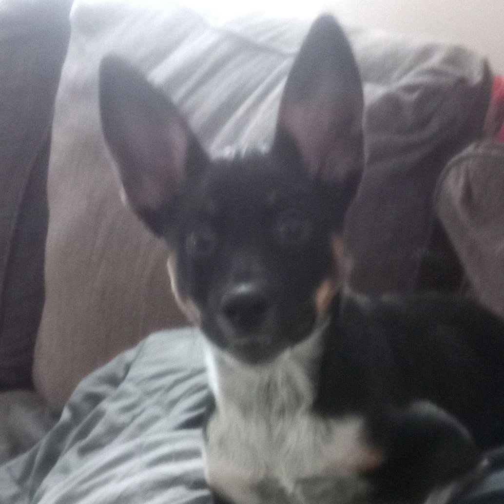 Enlarge Kady, an adopted mixed breed in Victorville, CA image 2/2