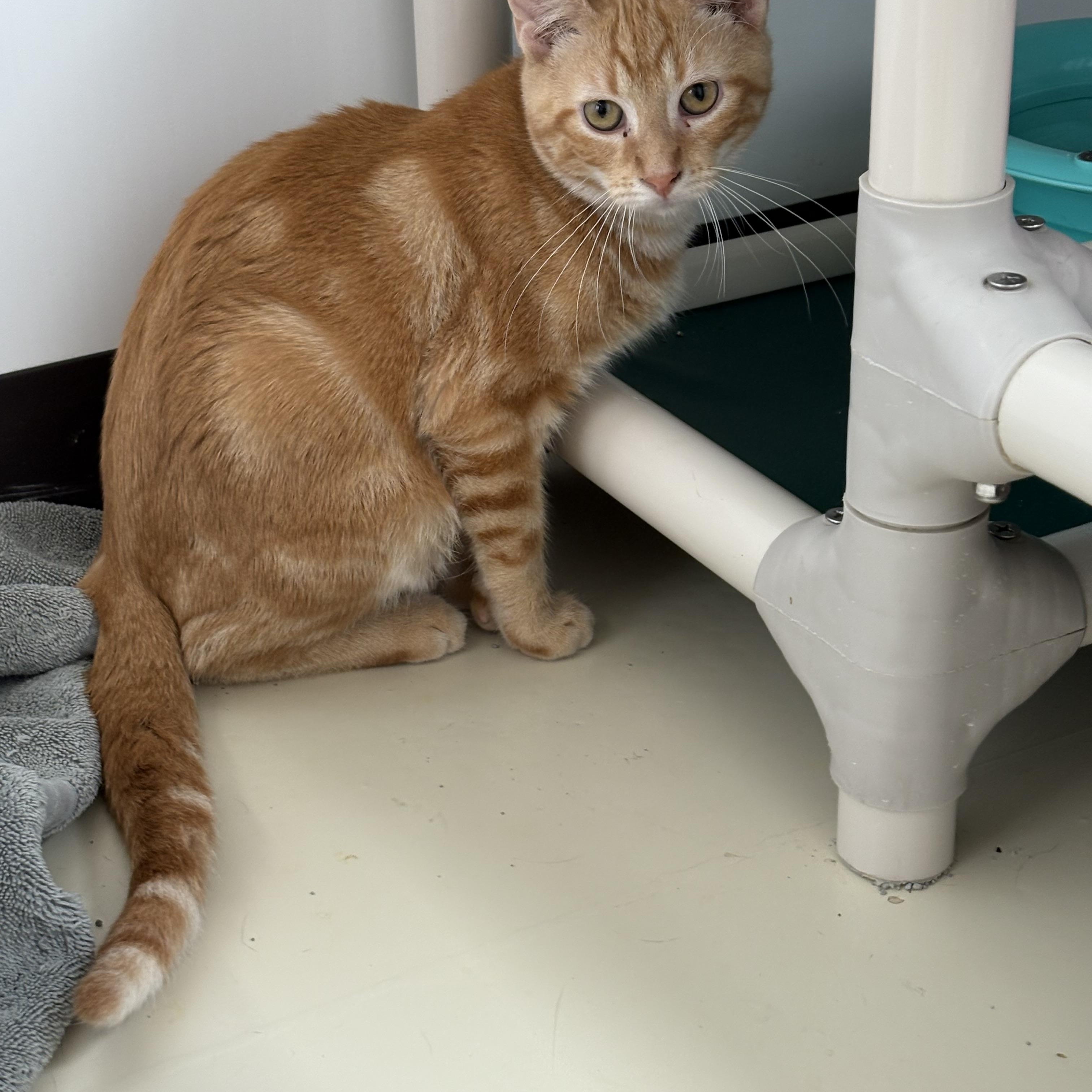 Sprout, Adoptable, Young Male Domestic Short Hair.