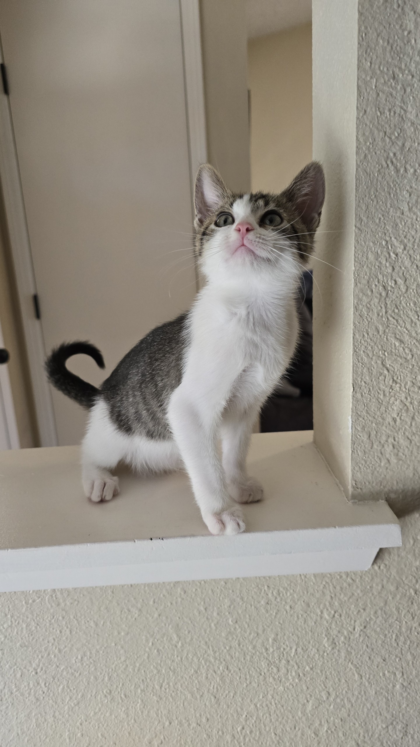 Cat for adoption Micky, a Tabby in Visalia, CA Petfinder