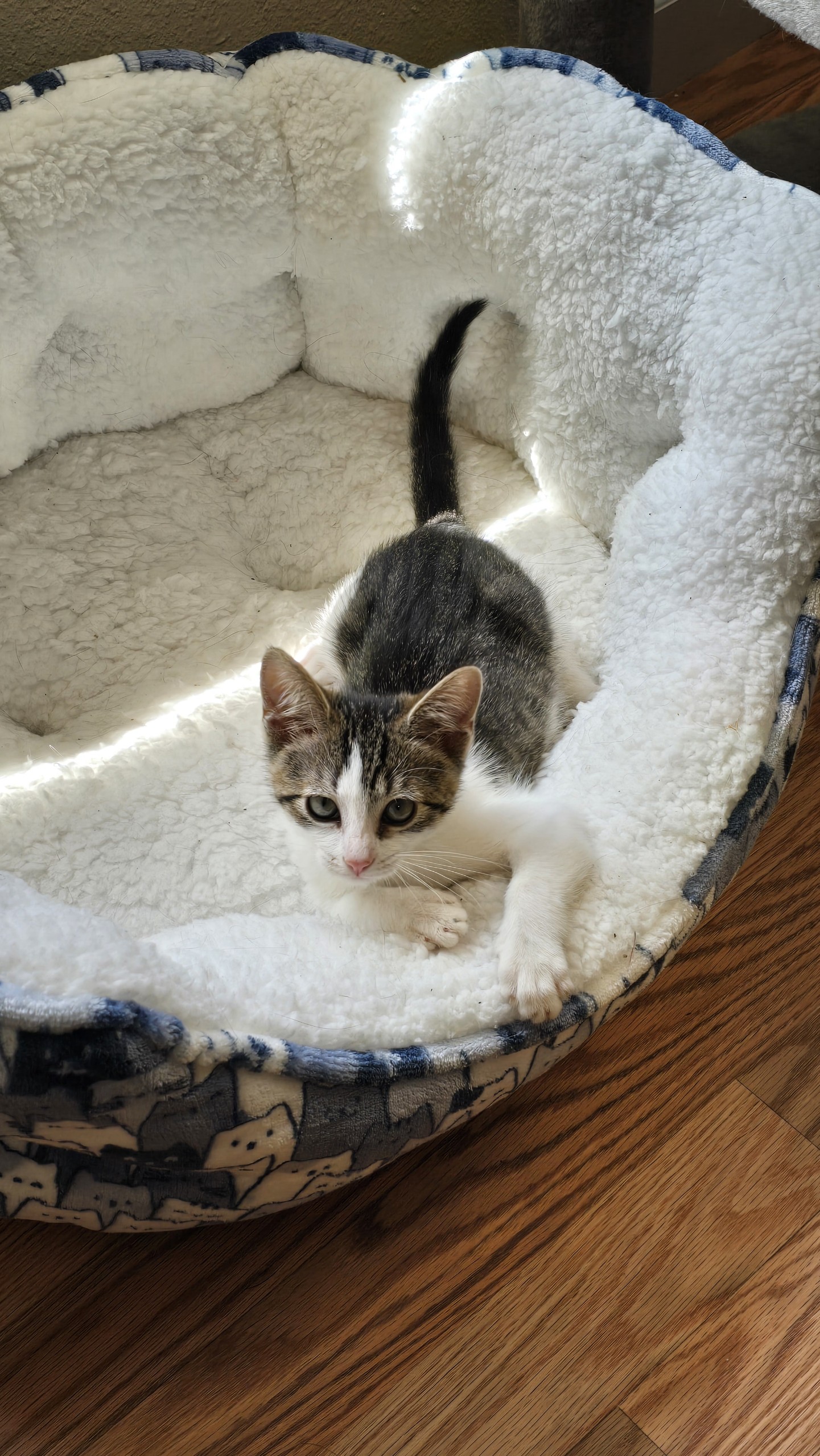 Cat for adoption Micky, a Tabby in Visalia, CA Petfinder