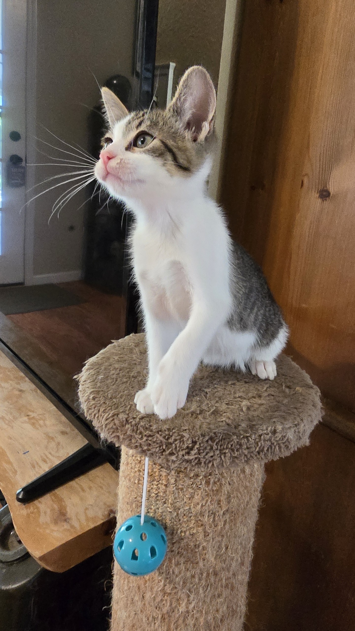 Cat for adoption Micky, a Tabby in Visalia, CA Petfinder