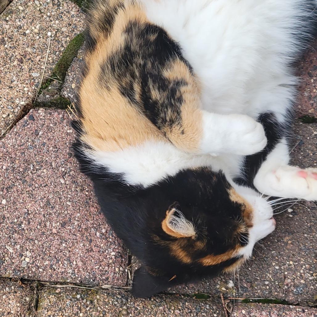 KayKay — thumbnail 2