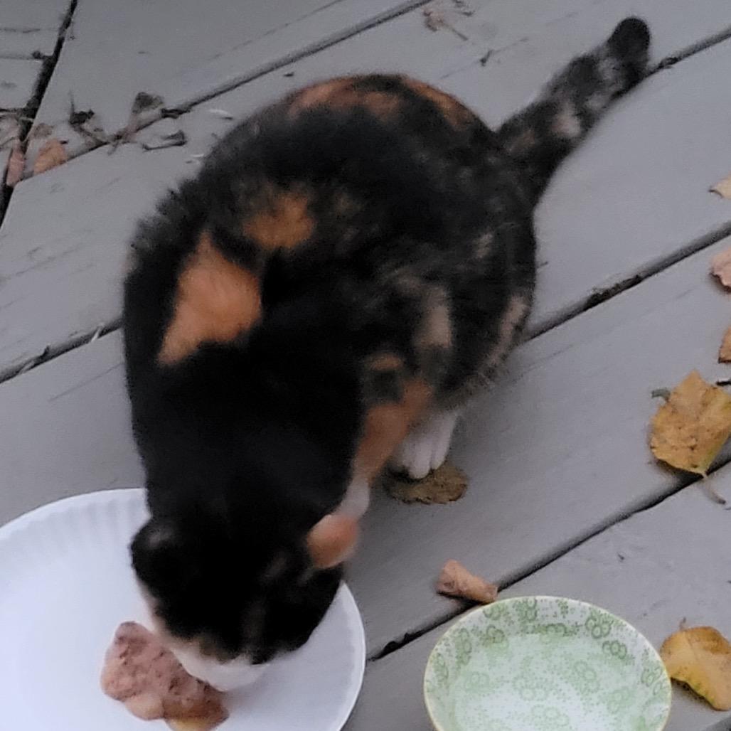 KayKay — thumbnail 3