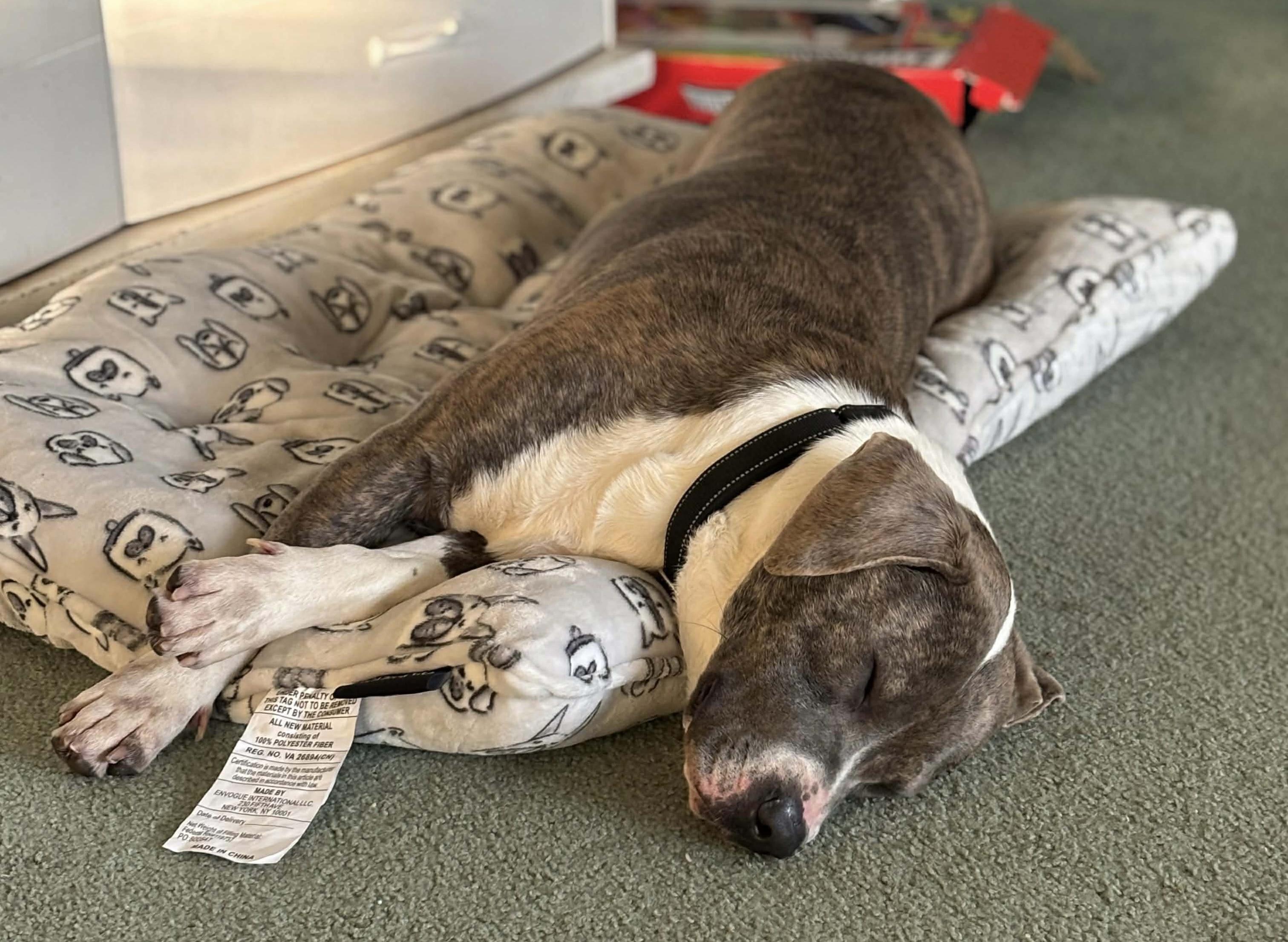 Enlarge Grim, a ADOPTABLE mixed breed in Brooks, ME image 3/4