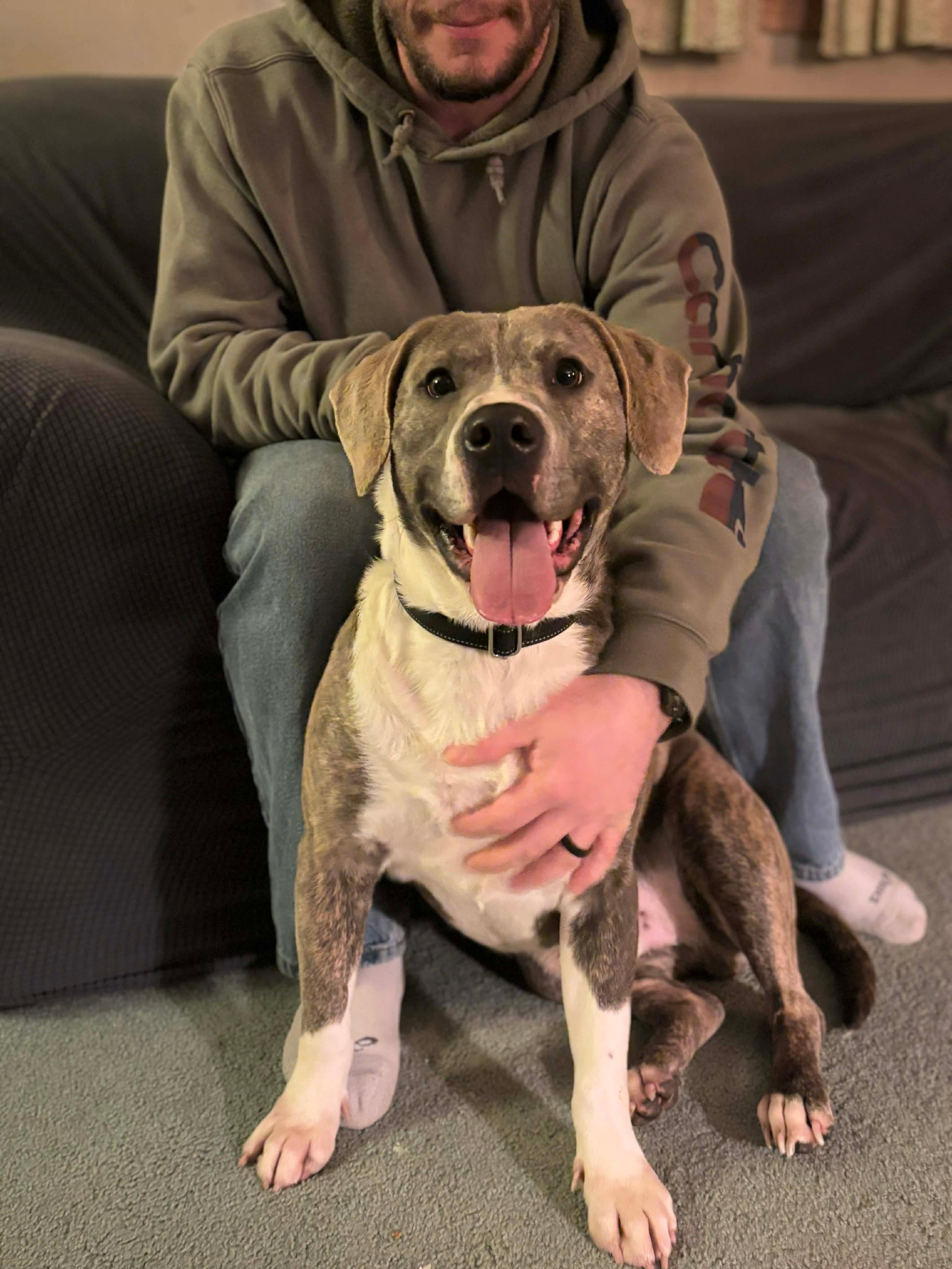 Enlarge Grim, a ADOPTABLE mixed breed in Brooks, ME image 1/4