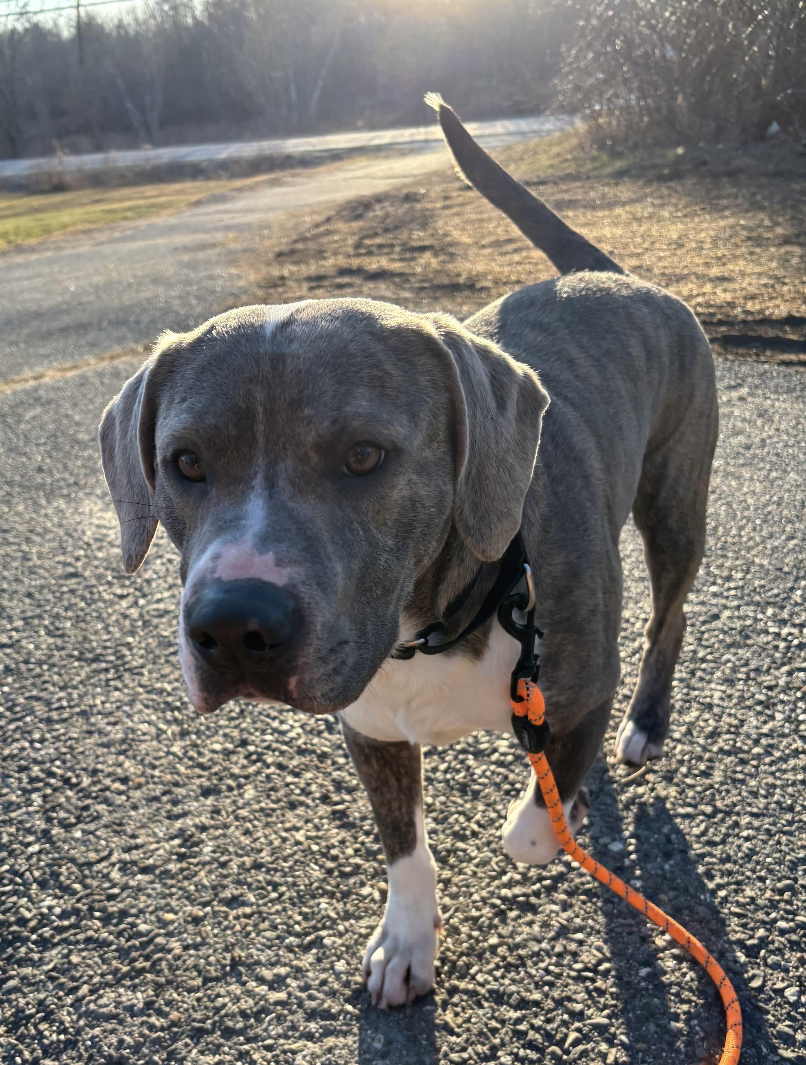 Enlarge Grim, a ADOPTABLE mixed breed in Brooks, ME image 2/4