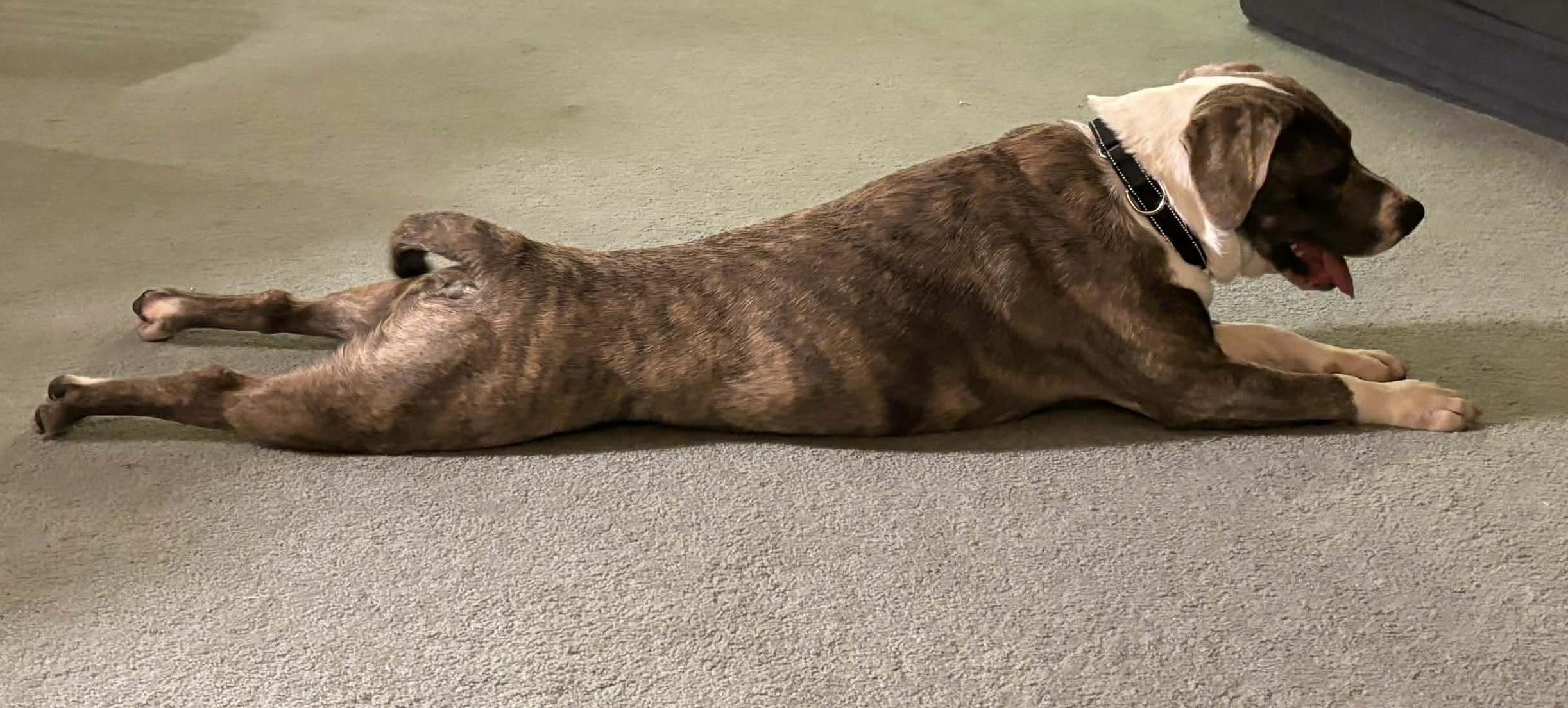 Enlarge Grim, a ADOPTABLE mixed breed in Brooks, ME image 4/4