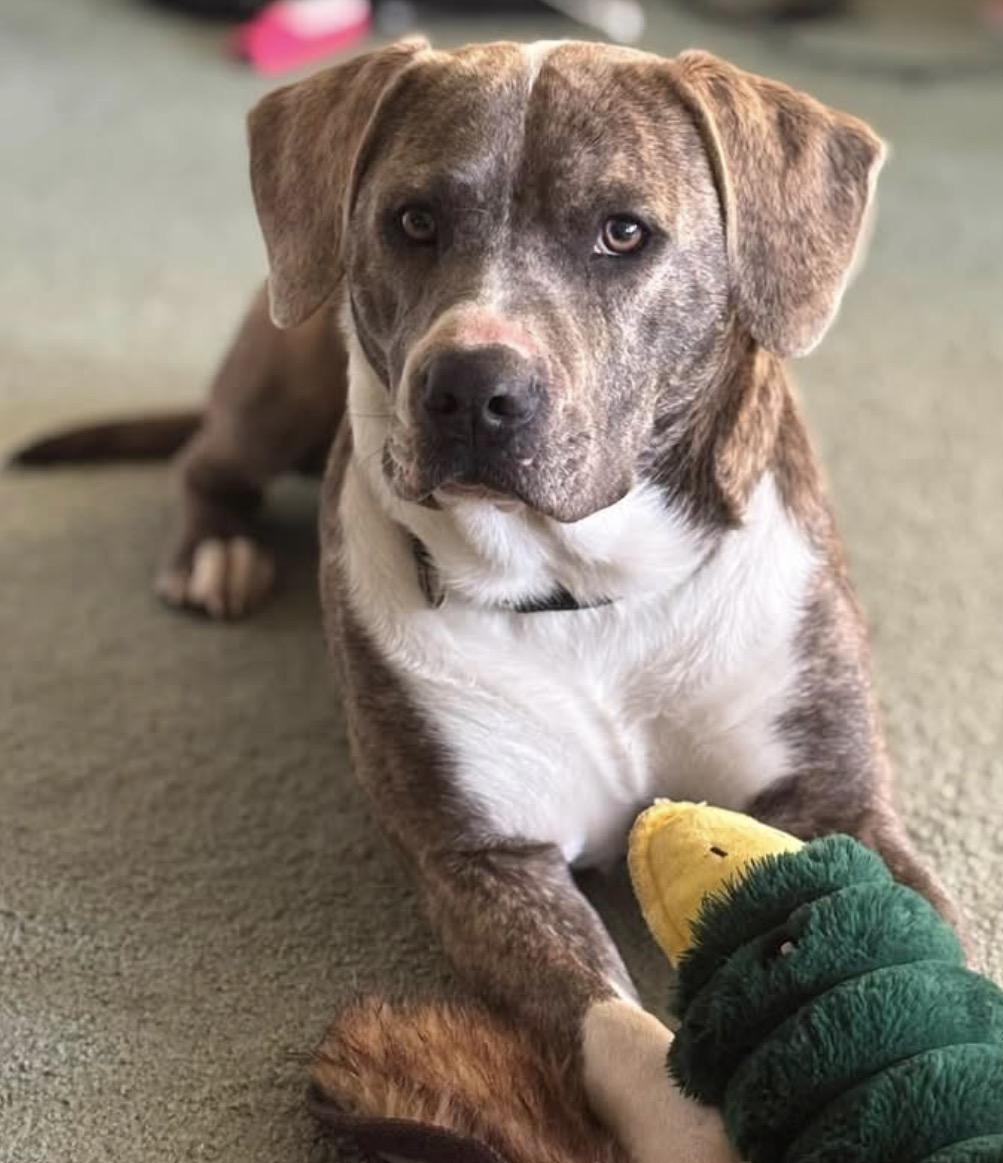Grim, Adoptable, Adult Male Mixed Breed.