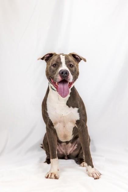 Enlarge Big Mac, a Adoptable mixed breed in Wantagh, NY image 1/3