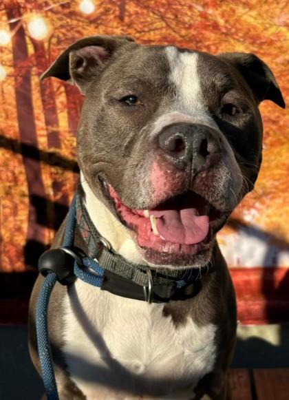 Enlarge Big Mac, a Adoptable mixed breed in Wantagh, NY image 2/3