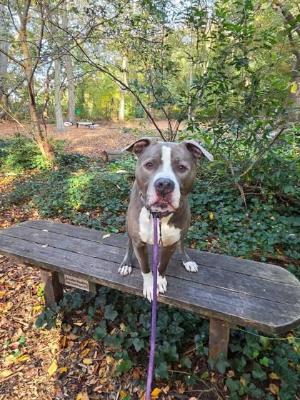 Enlarge Big Mac, a Adoptable mixed breed in Wantagh, NY image 3/3