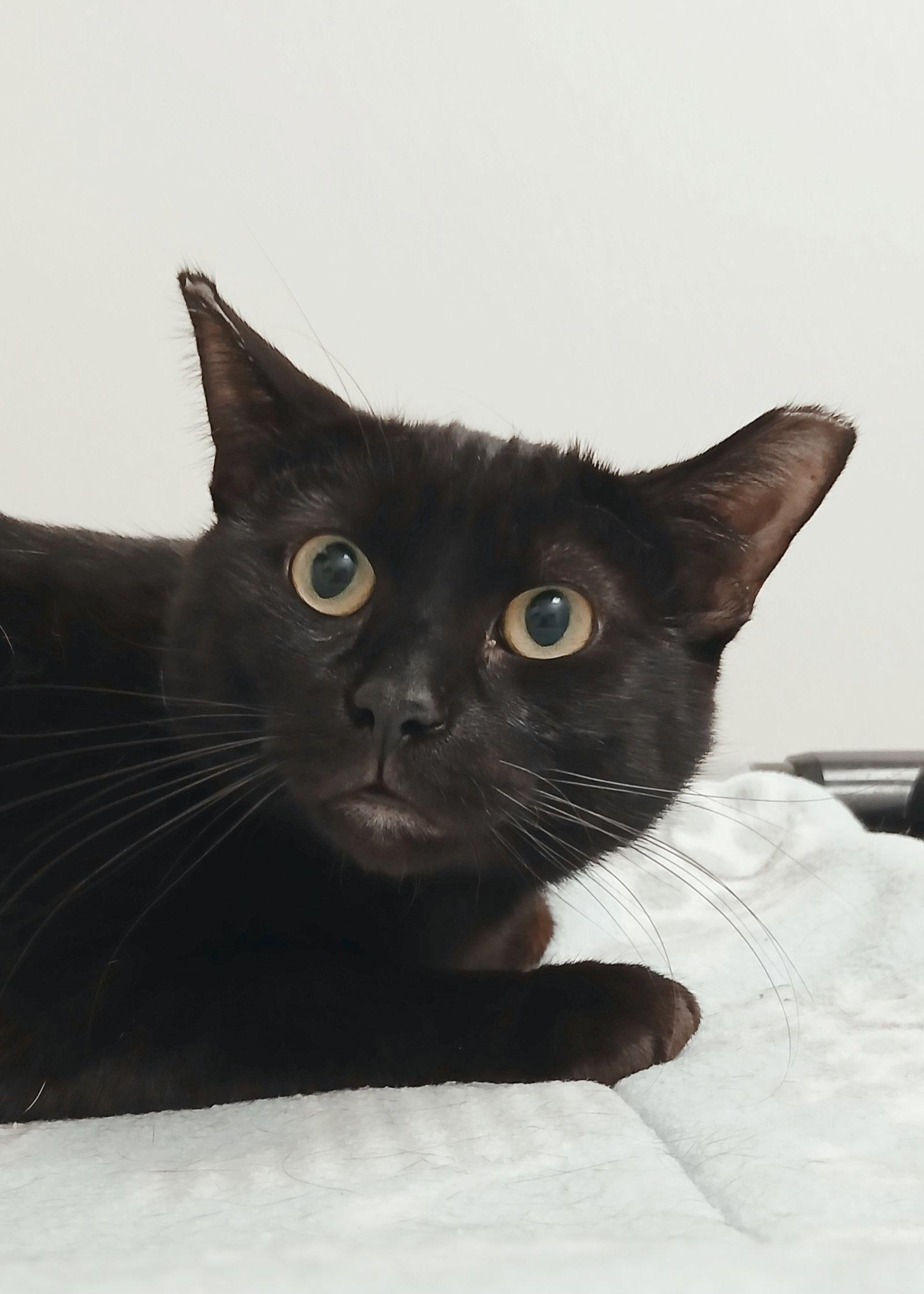 Gumpy, Adoptable, Adult Male Domestic Short Hair.