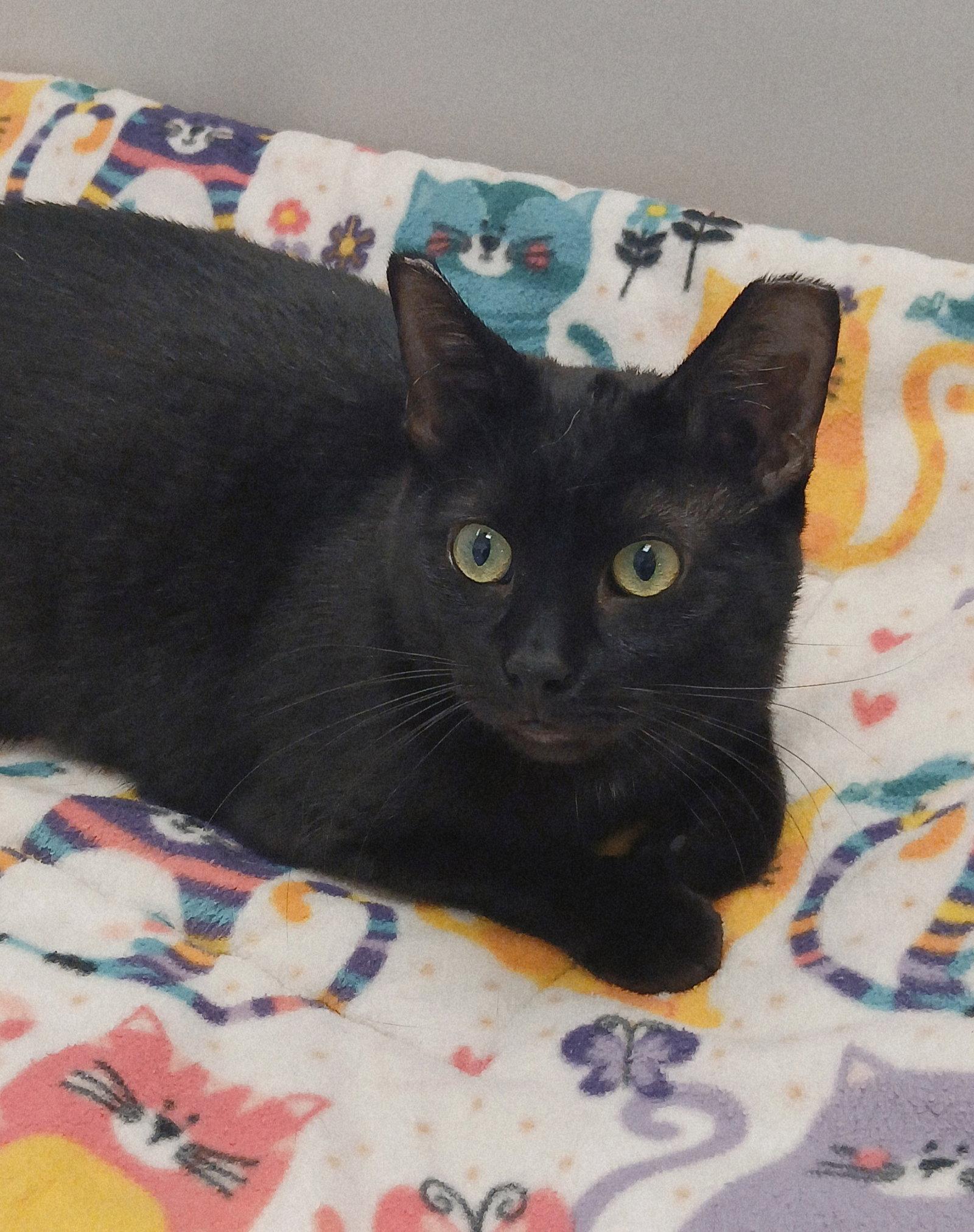 Gumpy, Adoptable, Adult Male Domestic Short Hair.