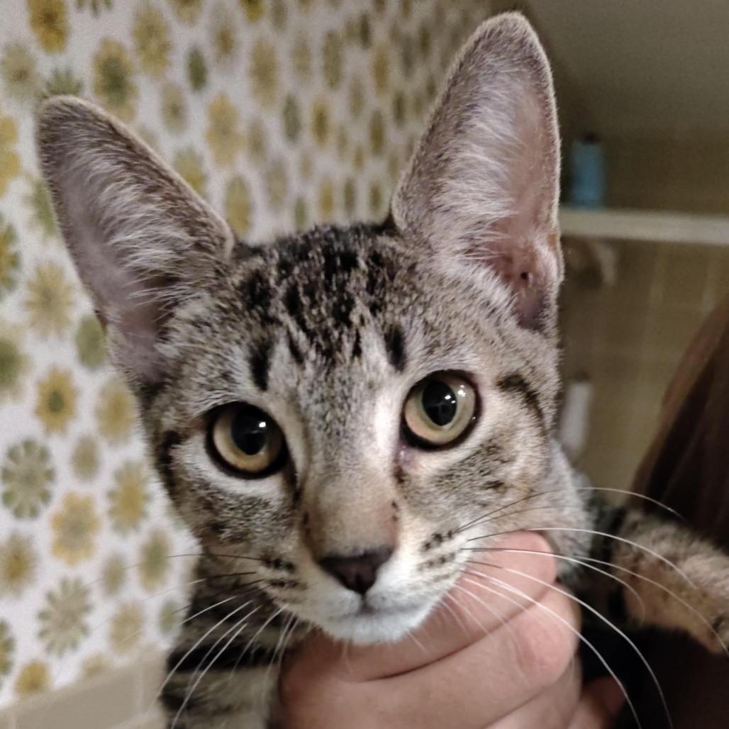 Enlarge Wanda Sue, a Adoptable Domestic Short Hair in Titusville, FL image 1/1