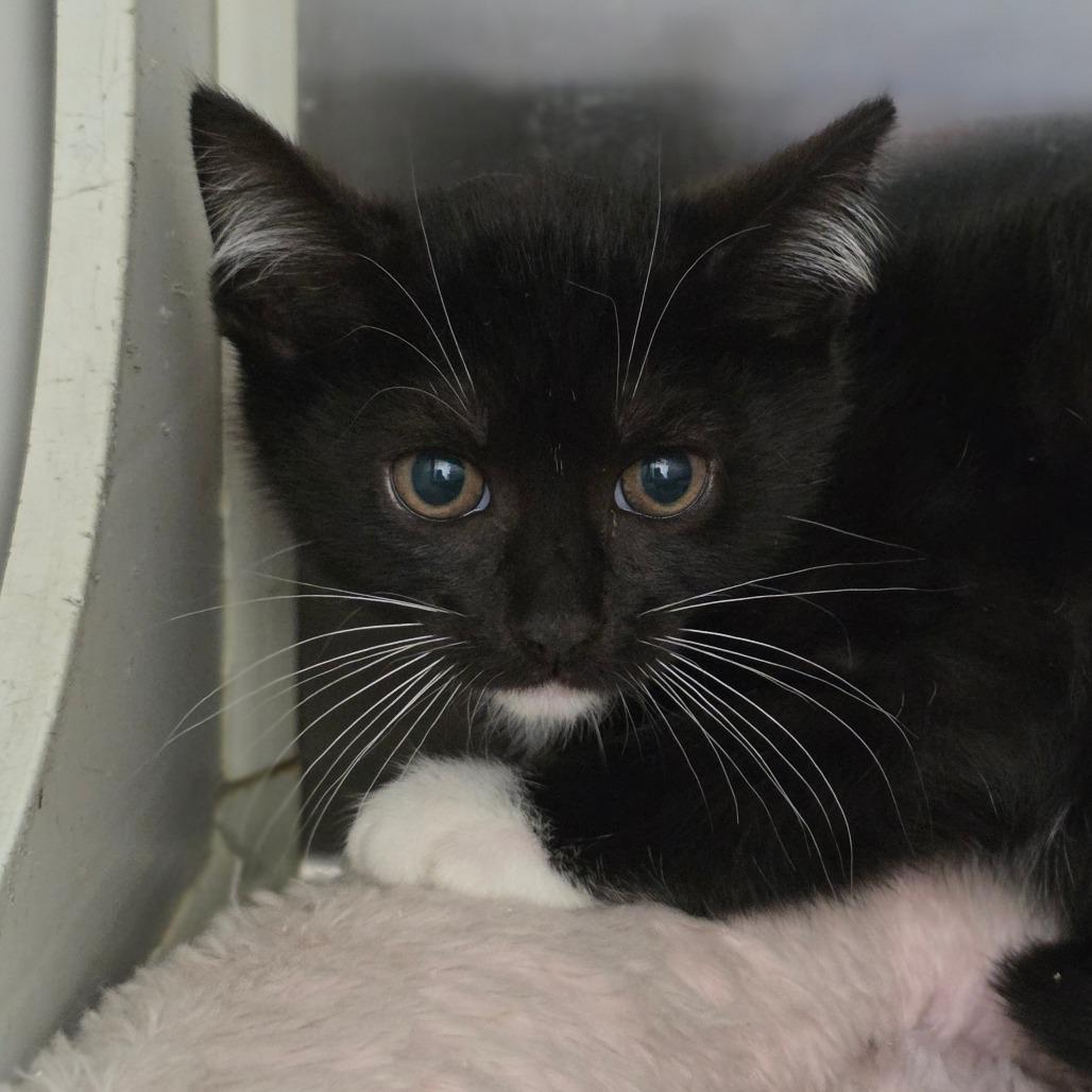 Enlarge Earth Runner, a Adoptable Domestic Short Hair in Chatham, VA image 1/1