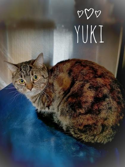 Enlarge Yuki, a Adoptable Domestic Short Hair in Rhinelander, WI image 1/2