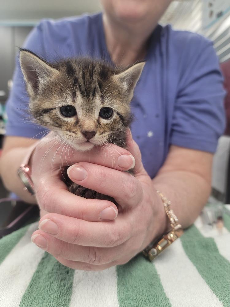 Aster (Ebi), Adopted, Kitten Female Domestic Short Hair & Tabby.