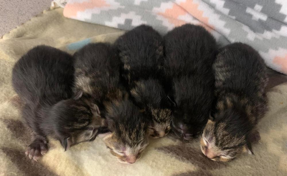 Aster (Ebi), a Adopted mixed breed in Fort Walton Beach, FL image 2/2