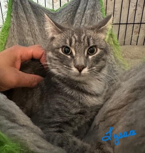 Lyssa & Linus, bonded pair, Young Female Domestic Short Hair