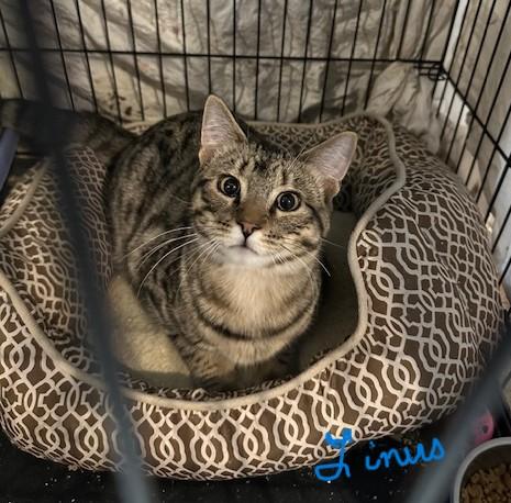 Lyssa & Linus, bonded pair photo 2