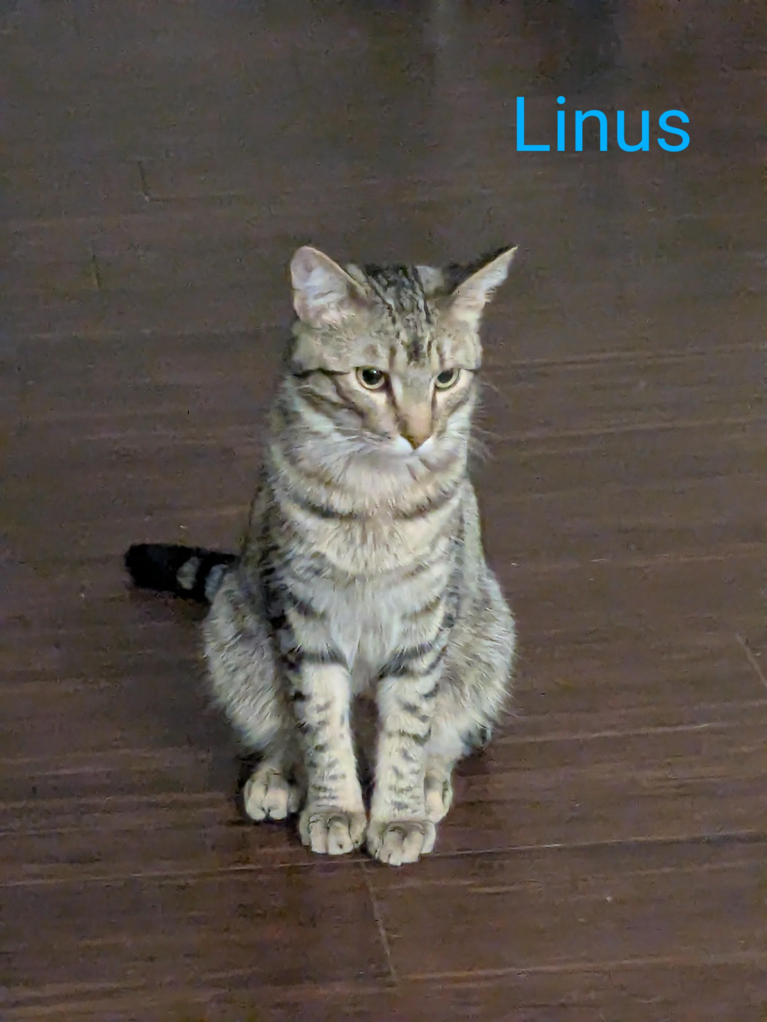 Lyssa & Linus, bonded pair, a Adoptable mixed breed in Chicago, IL image 6/6