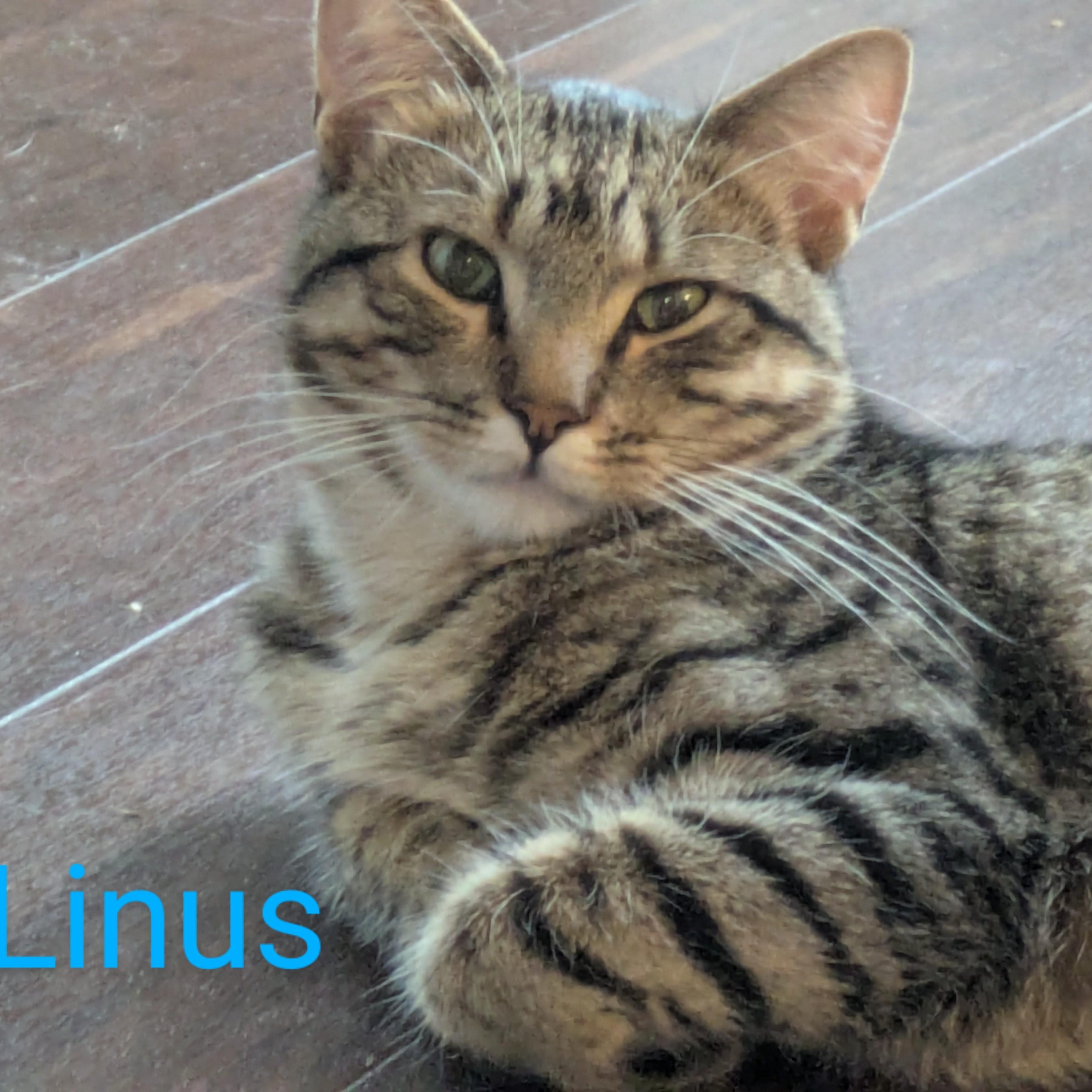 Lyssa & Linus, bonded pair, a Adoptable mixed breed in Chicago, IL image 5/6