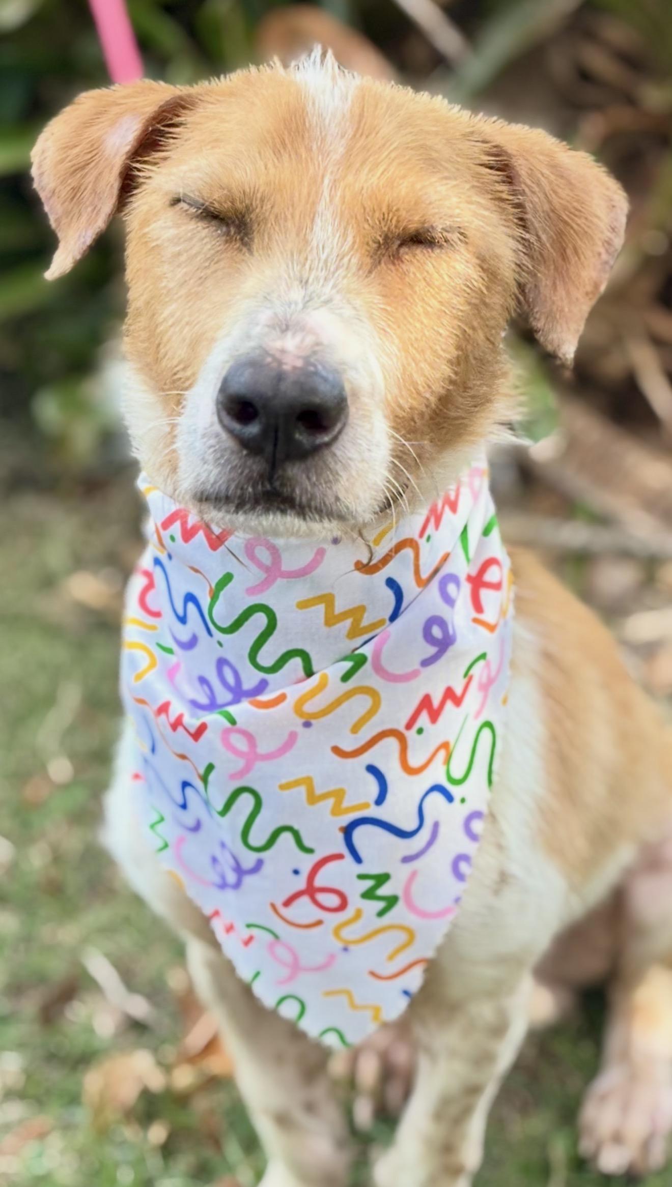 Enlarge Marshall WOW SUPER CUTE, an adopted mixed breed in Utica, NY image 5/5