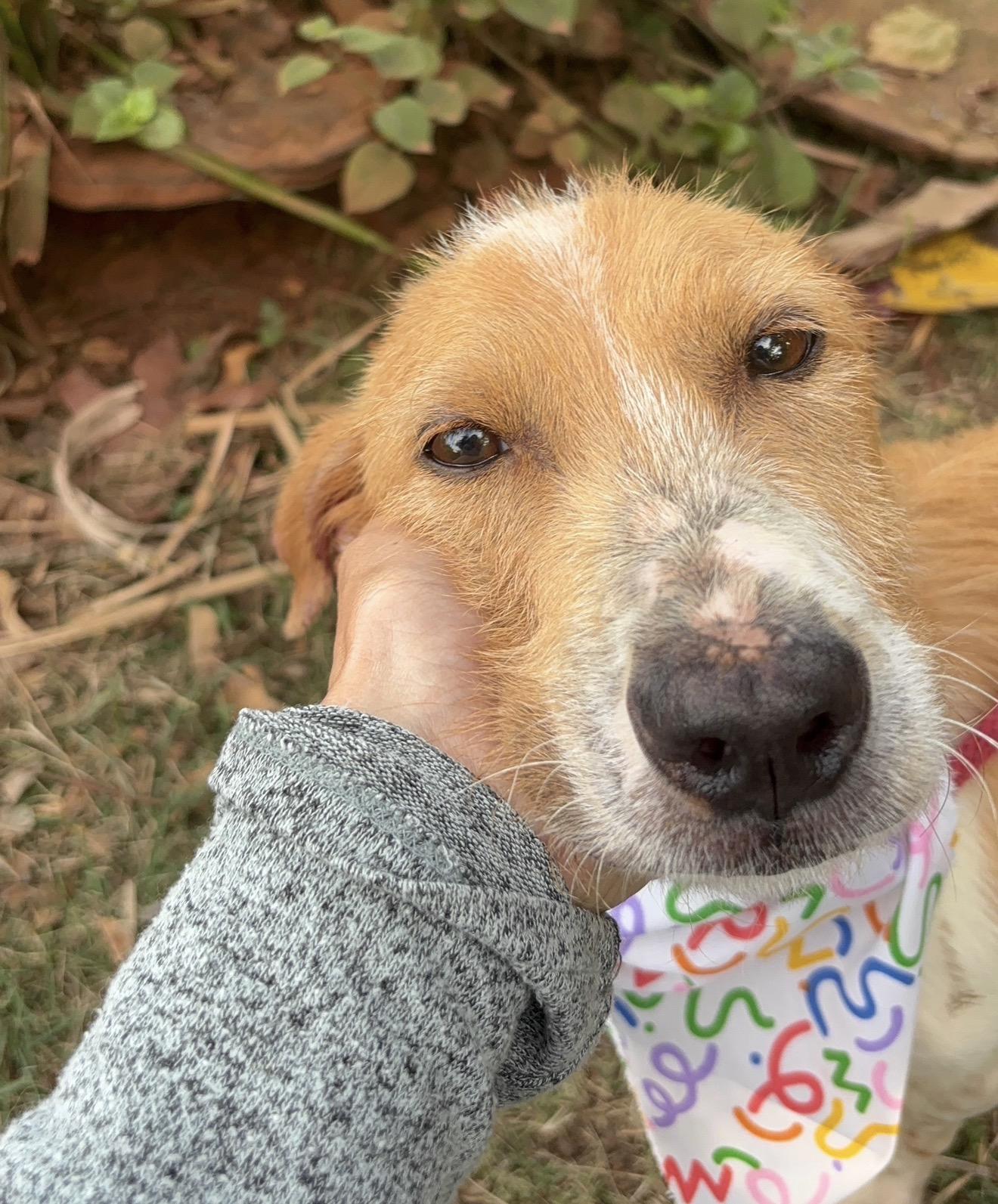Enlarge Marshall WOW SUPER CUTE, an adopted mixed breed in Utica, NY image 4/5