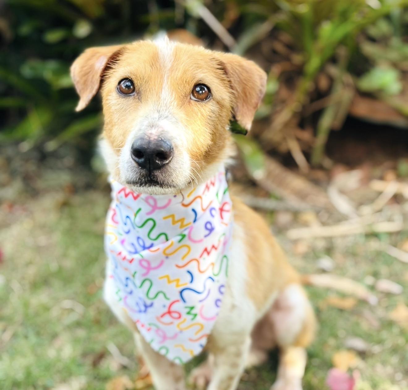 Enlarge Marshall WOW SUPER CUTE, an adopted mixed breed in Utica, NY image 3/5