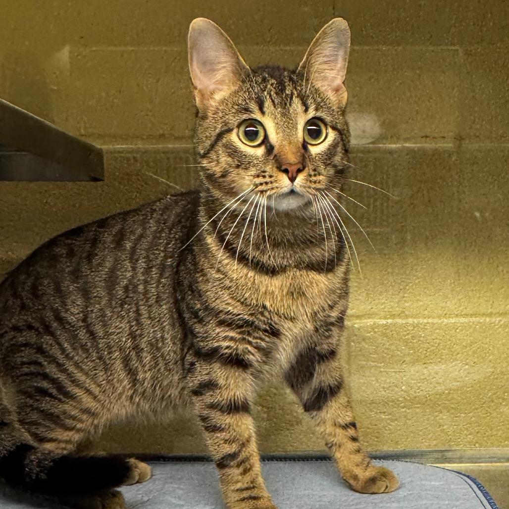 Muppet, Adoptable, Young Male Domestic Short Hair & Domestic Short Hair.