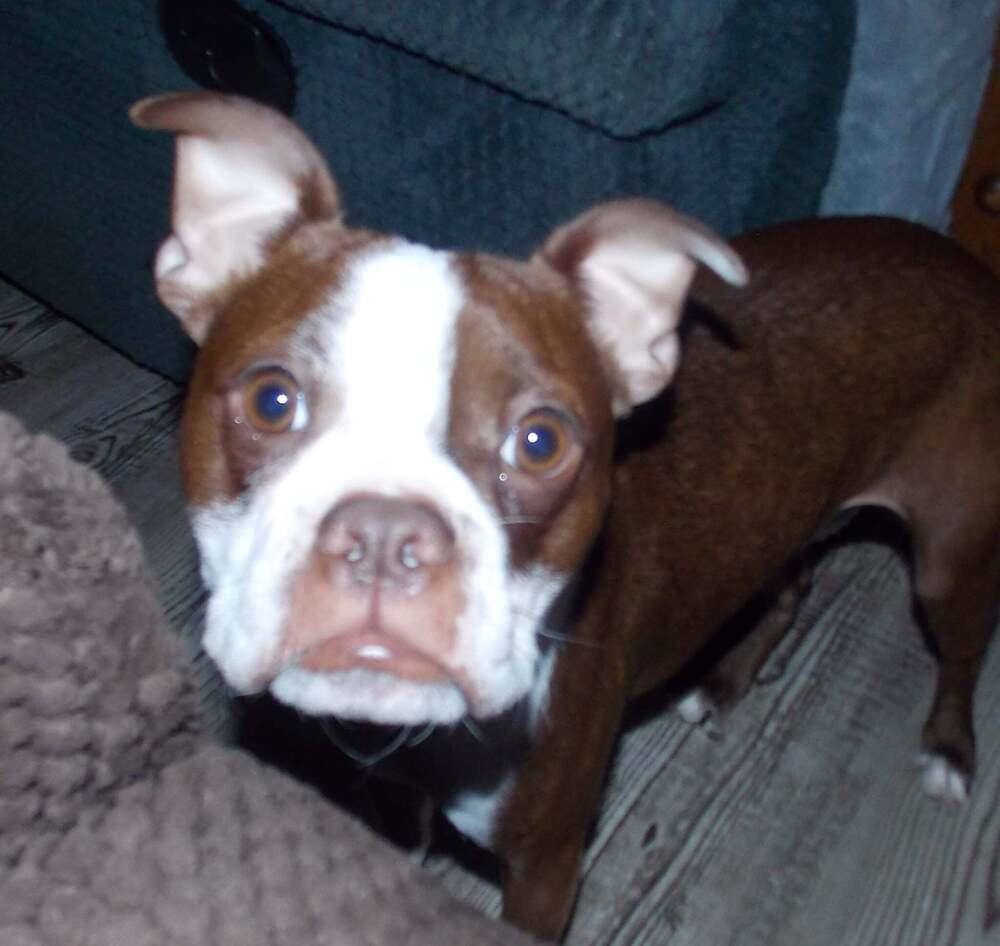 Copper, Adoptable, Young Male Boston Terrier.