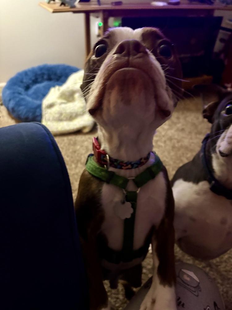 Enlarge Copper, a Adoptable Boston Terrier in Jackson, TN image 2/6