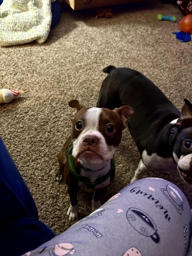 Enlarge Copper, a Adoptable Boston Terrier in Jackson, TN image 3/6