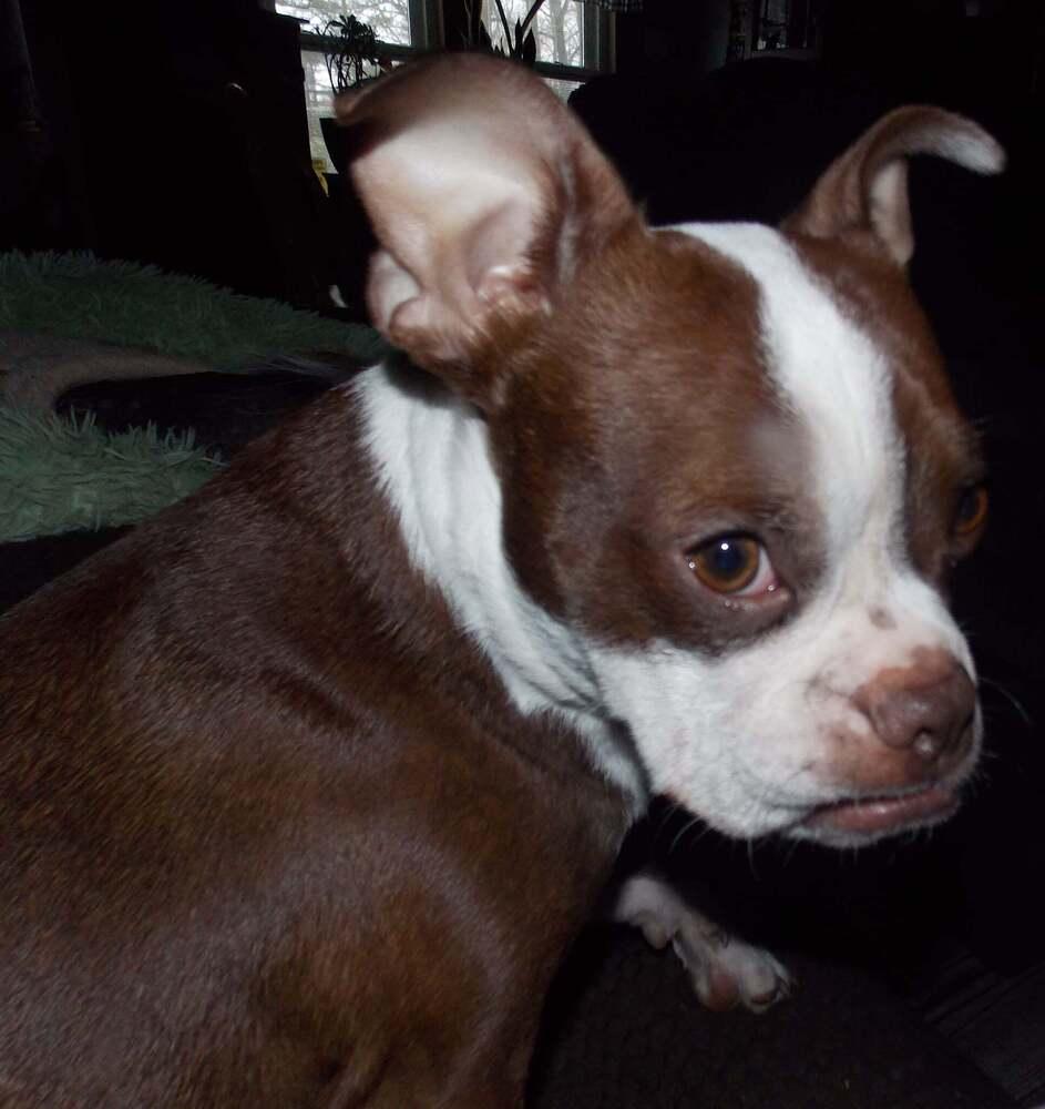 Enlarge Copper, a Adoptable Boston Terrier in Jackson, TN image 4/6