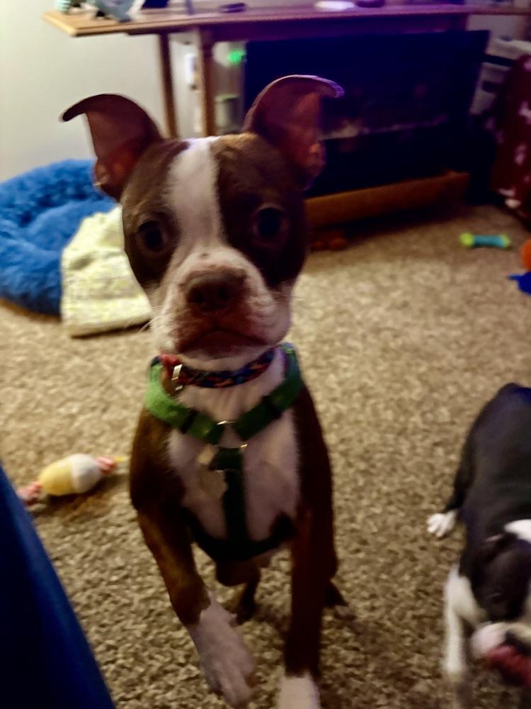 Enlarge Copper, a Adoptable Boston Terrier in Jackson, TN image 5/6