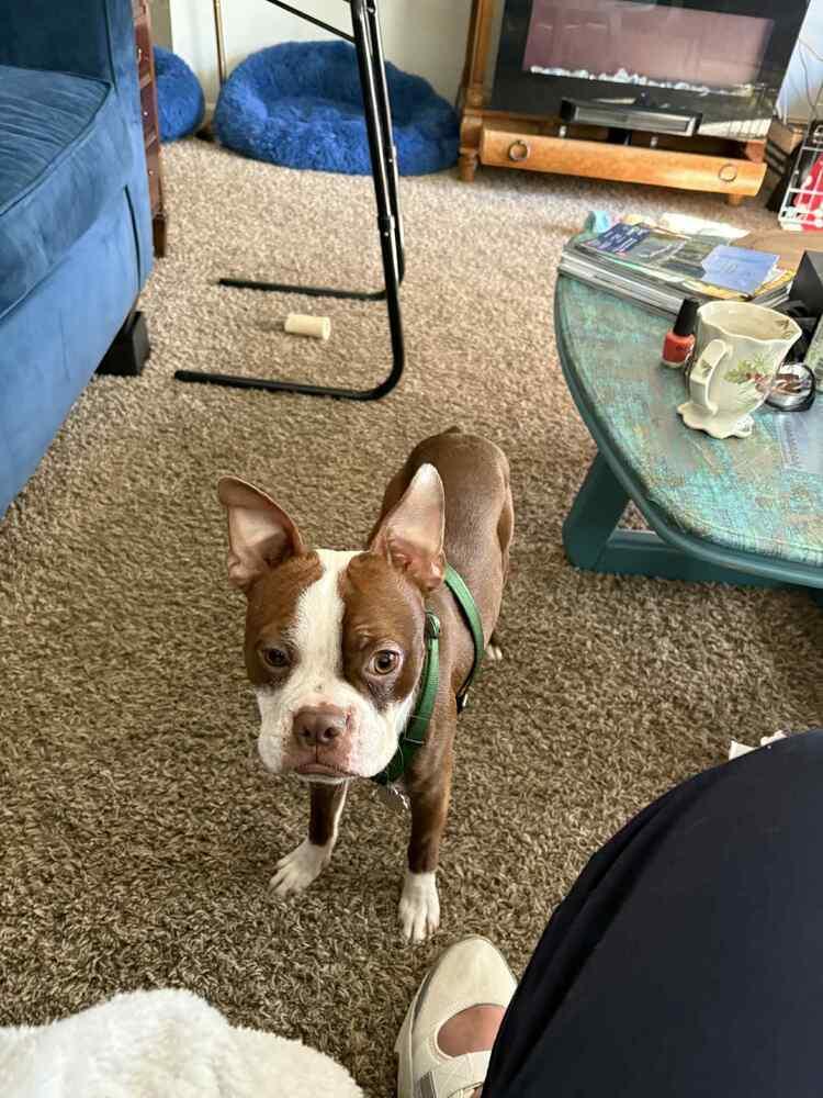 Enlarge Copper, a Adoptable Boston Terrier in Jackson, TN image 6/6