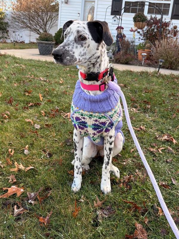 Celine, Adoptable, Puppy Female Dalmatian.