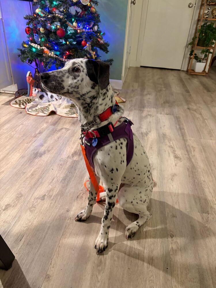 Celine, Adoptable, Puppy Female Dalmatian.