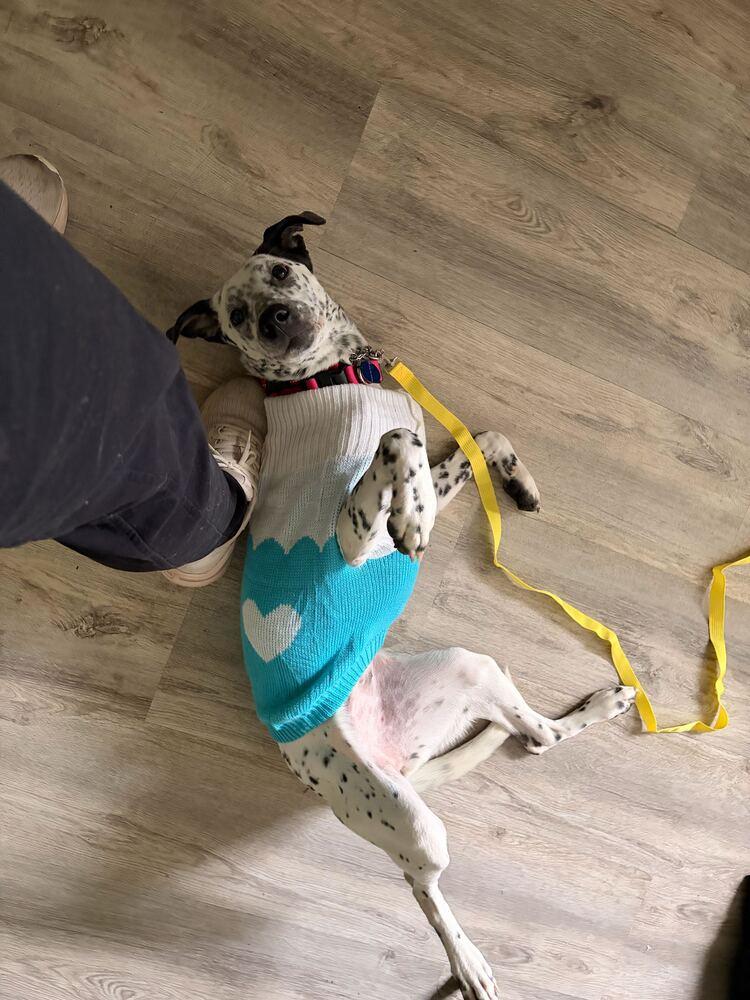 Celine, a Adoptable Dalmatian in Long Island City, NY image 3/6