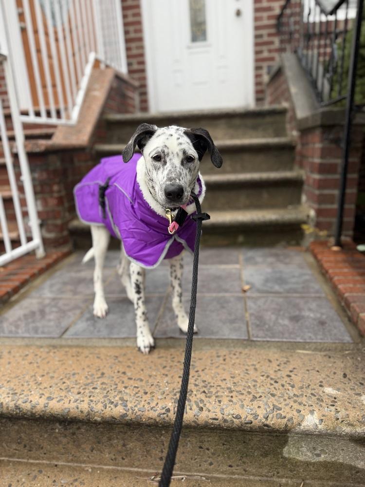 Enlarge Celine, a Adoptable Dalmatian in Long Island City, NY image 2/6